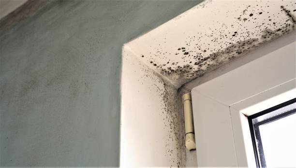 Trusted Manhasset, NY Mold Removal Experts